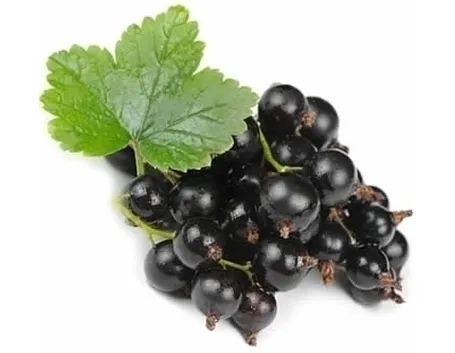 ribes nero-2