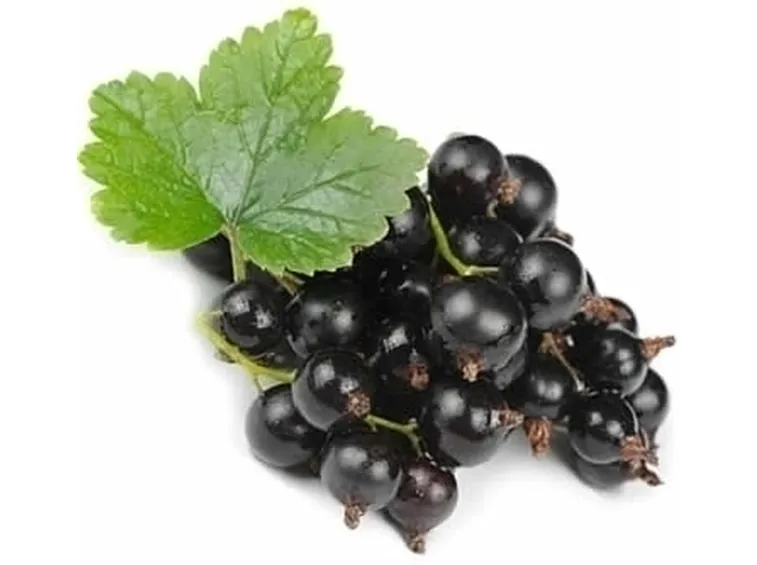 ribes nero-2
