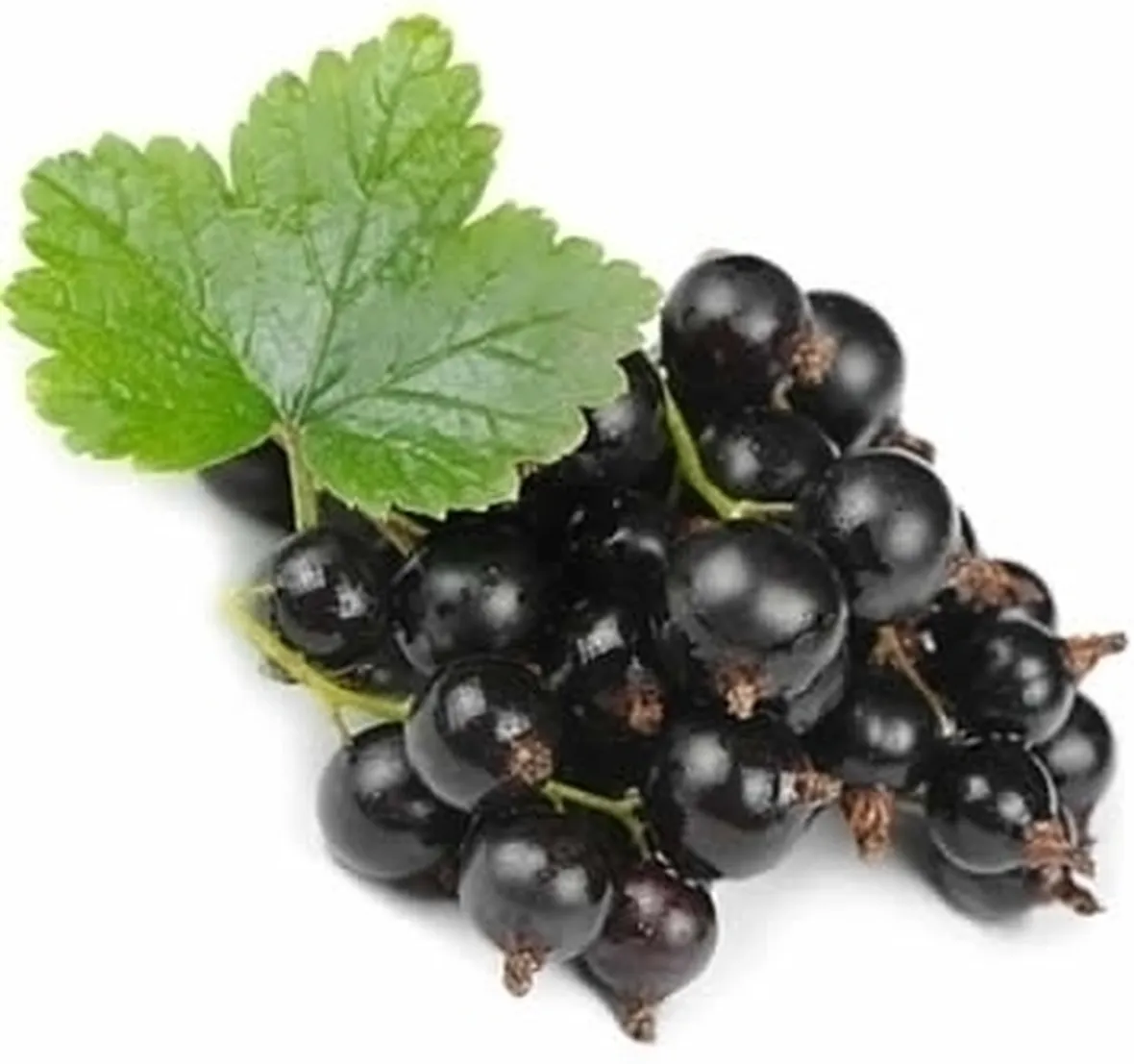ribes nero-2