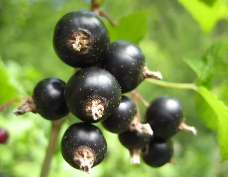 ribes nero-4