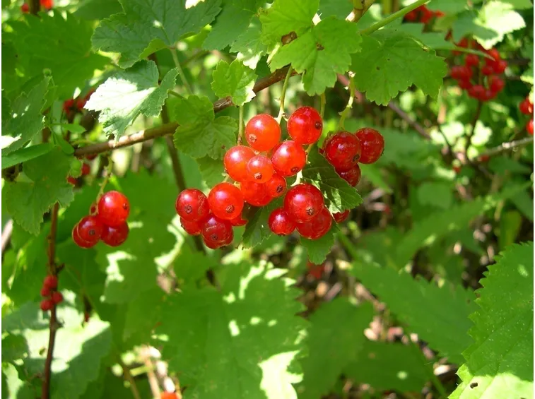 Classificazione del ribes nero