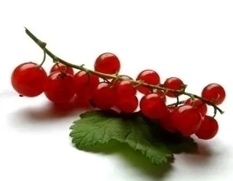 ribes nero-5