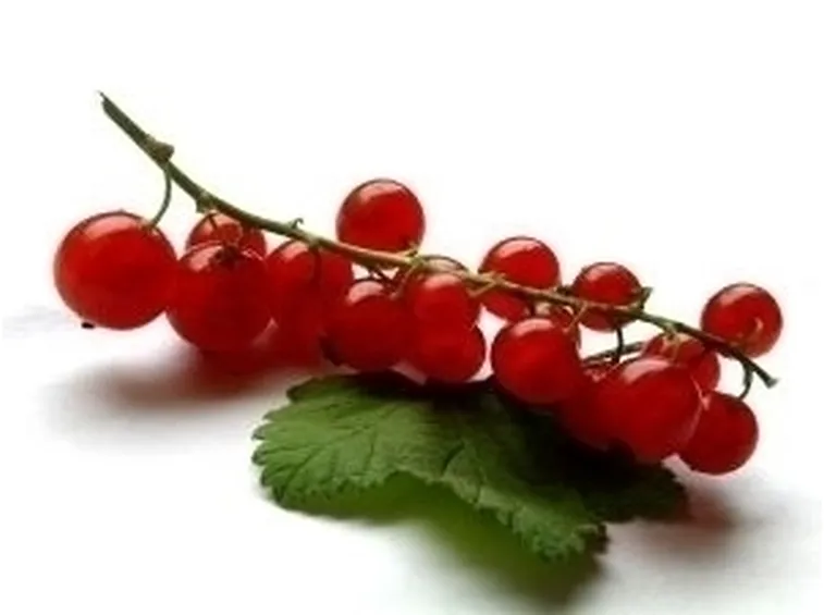 ribes nero-5