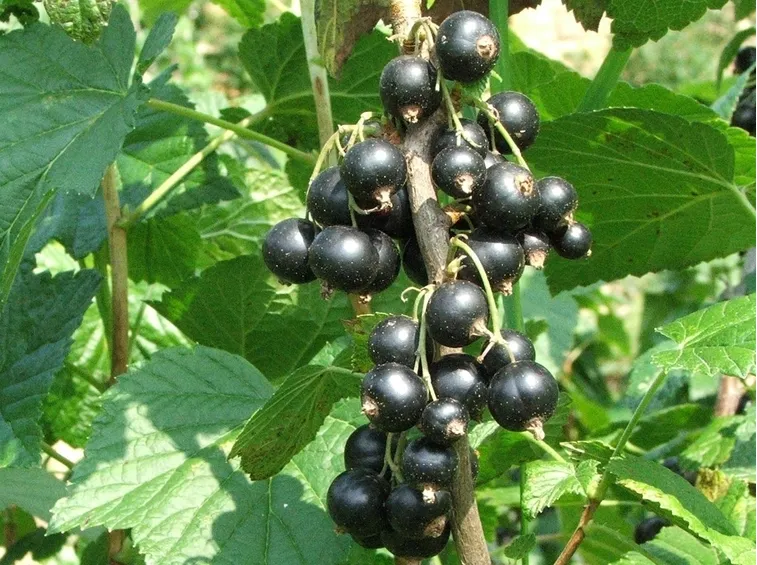 ribes nero-7