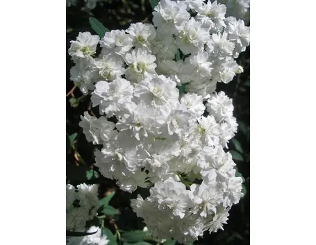 spirea-4