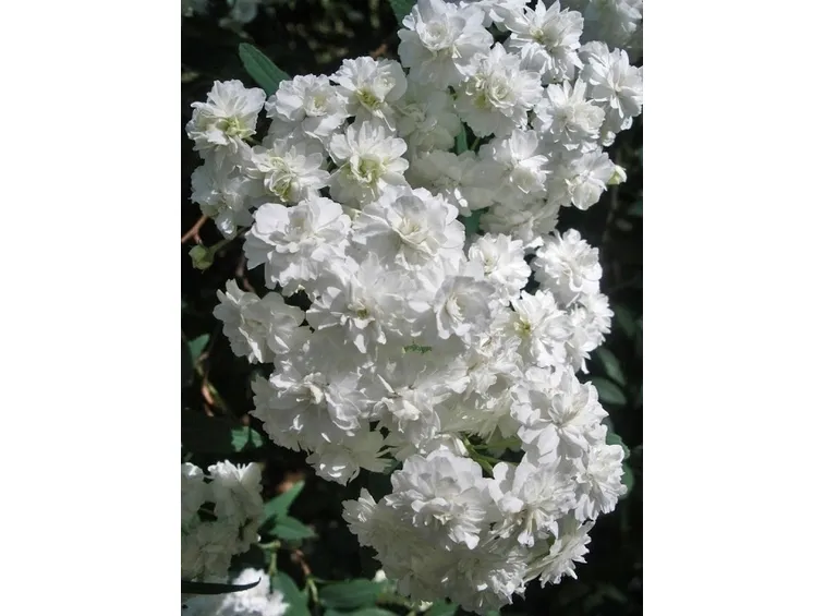 spirea-4