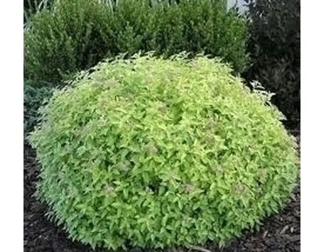 spirea-5