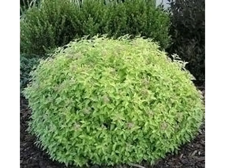 spirea-5