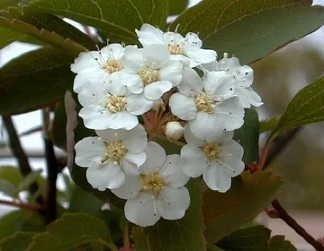 spirea-7