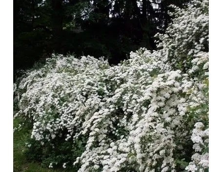 spirea-8
