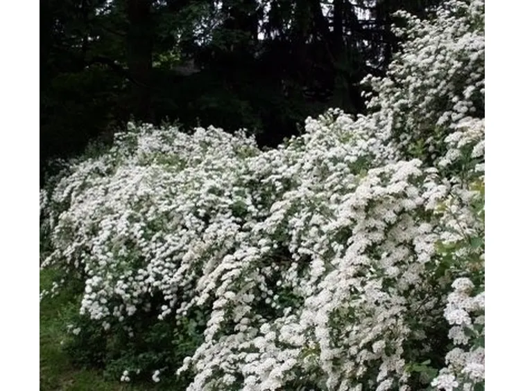 spirea-8