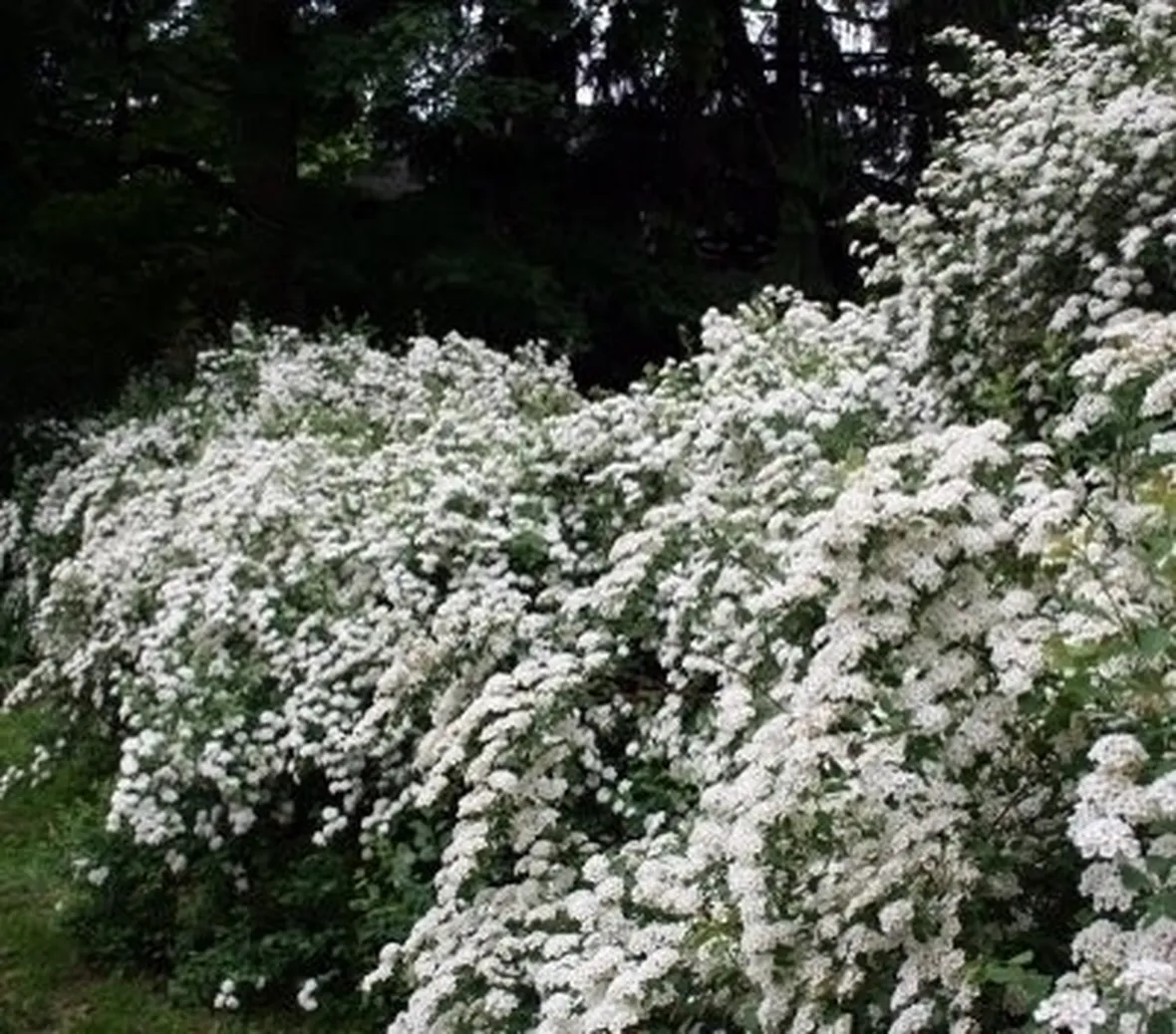 spirea-8