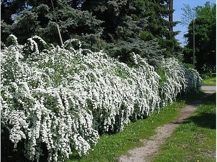 spirea-9