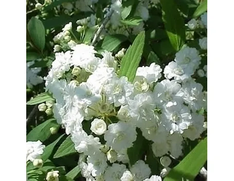 spirea