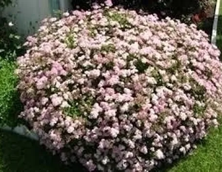 Spirea