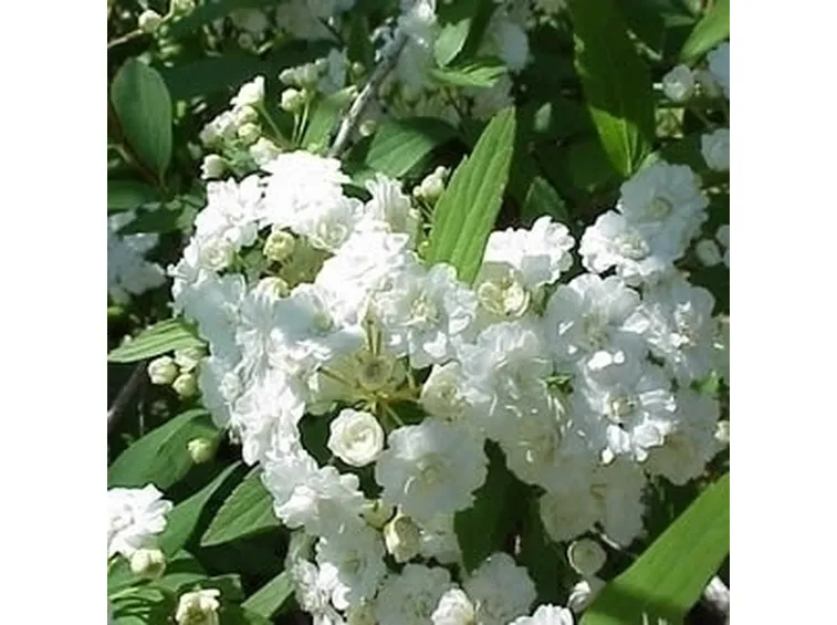 spirea