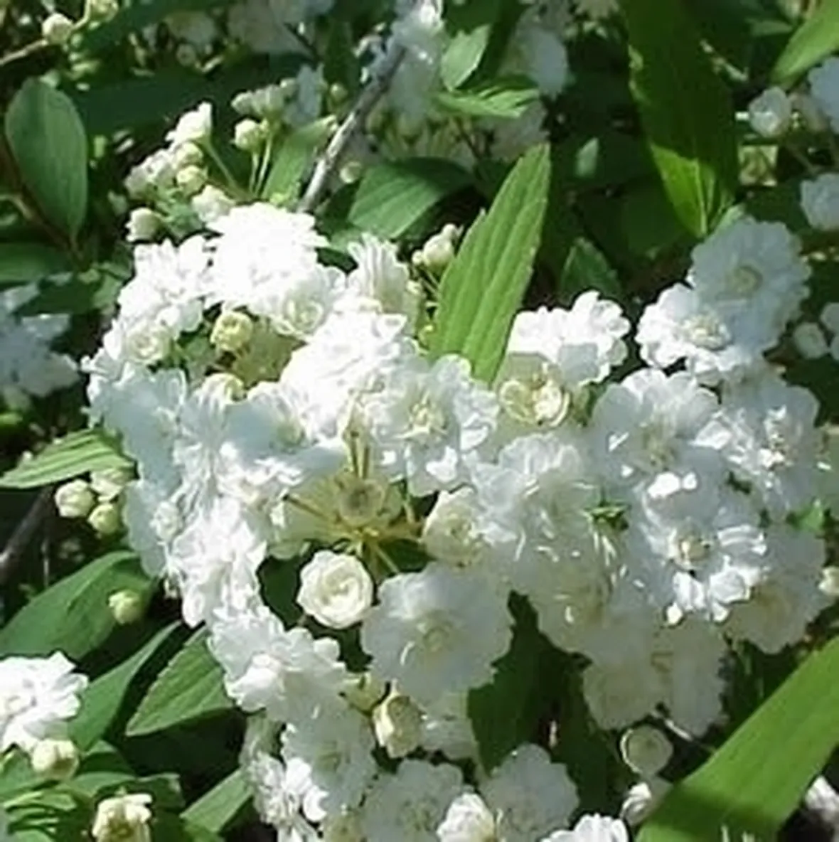 spirea