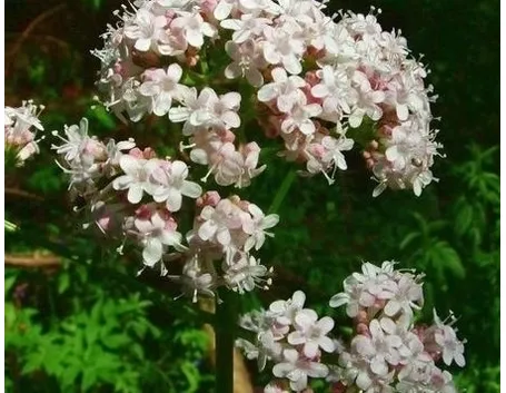tintura madre valeriana