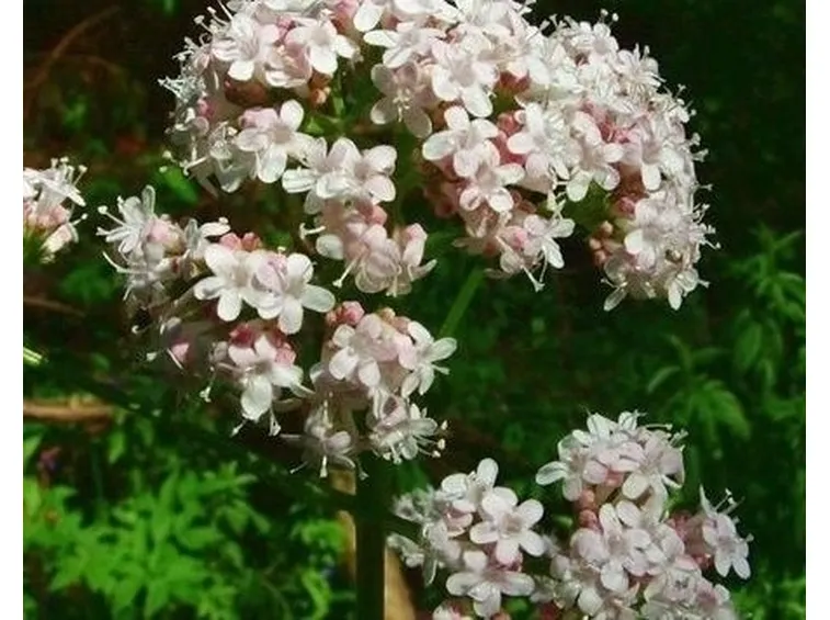 tintura madre valeriana