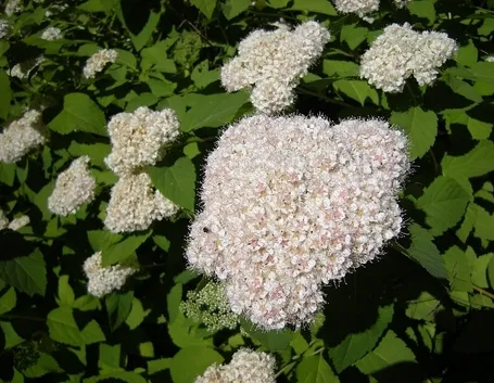 Utilizzi della Spirea
