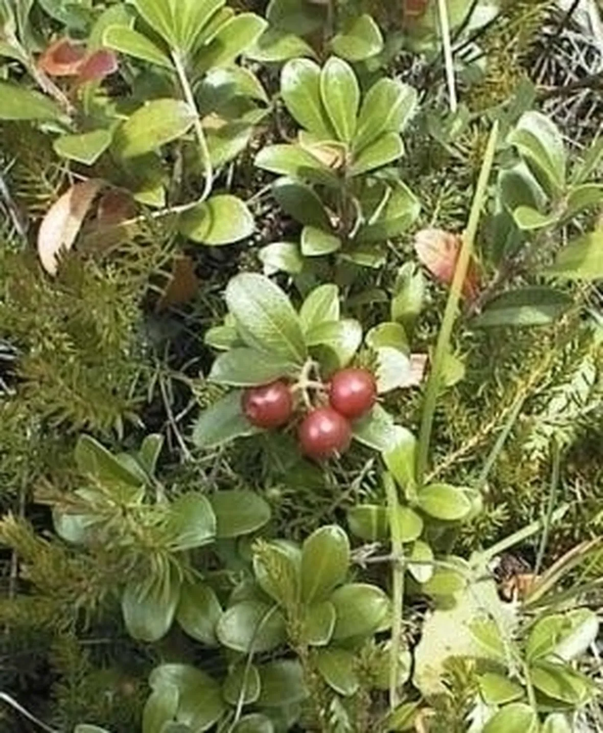 uva ursina-6