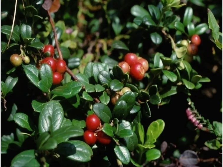 uva ursina-7