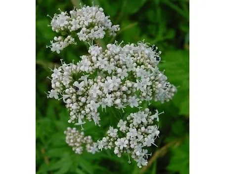 valeriana-7
