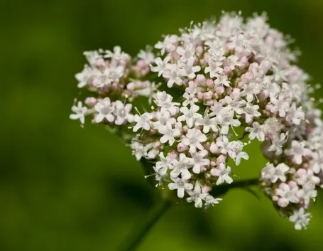 valeriana-8