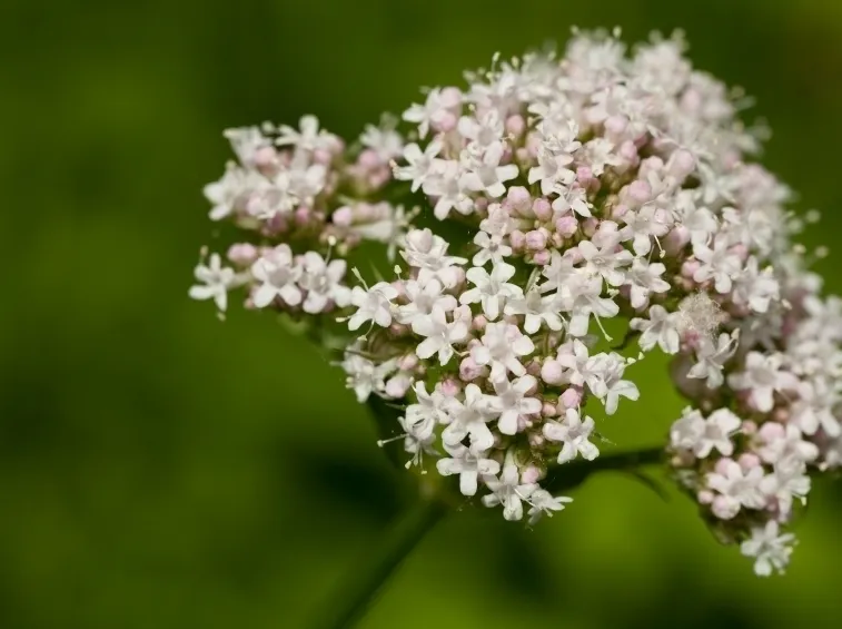 valeriana-8