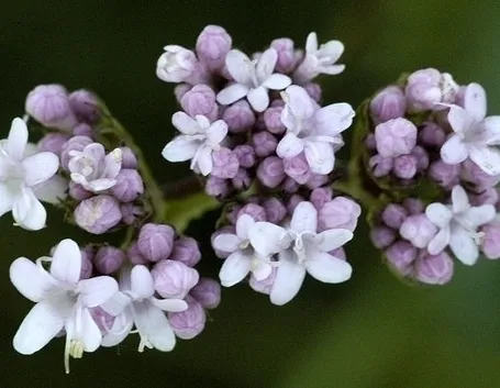 Valeriana