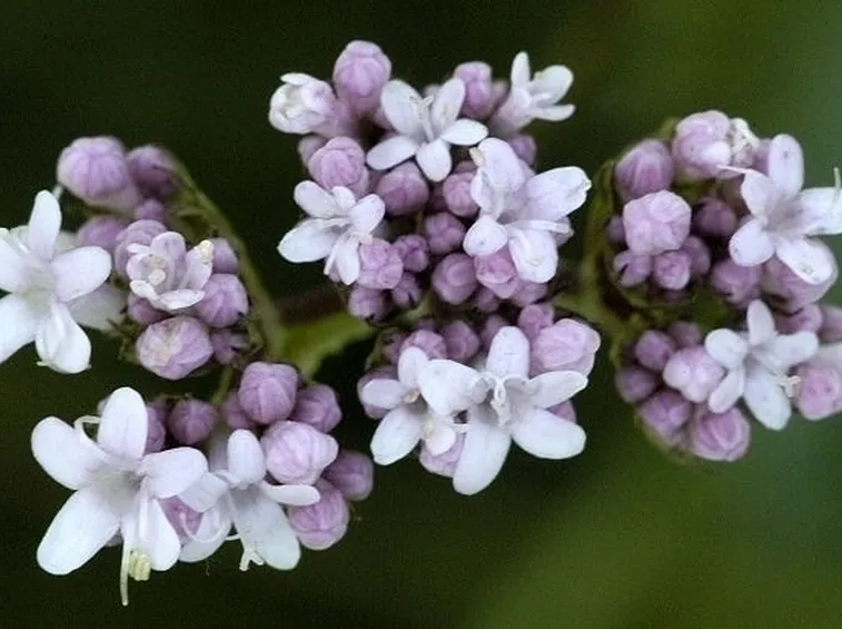 Valeriana