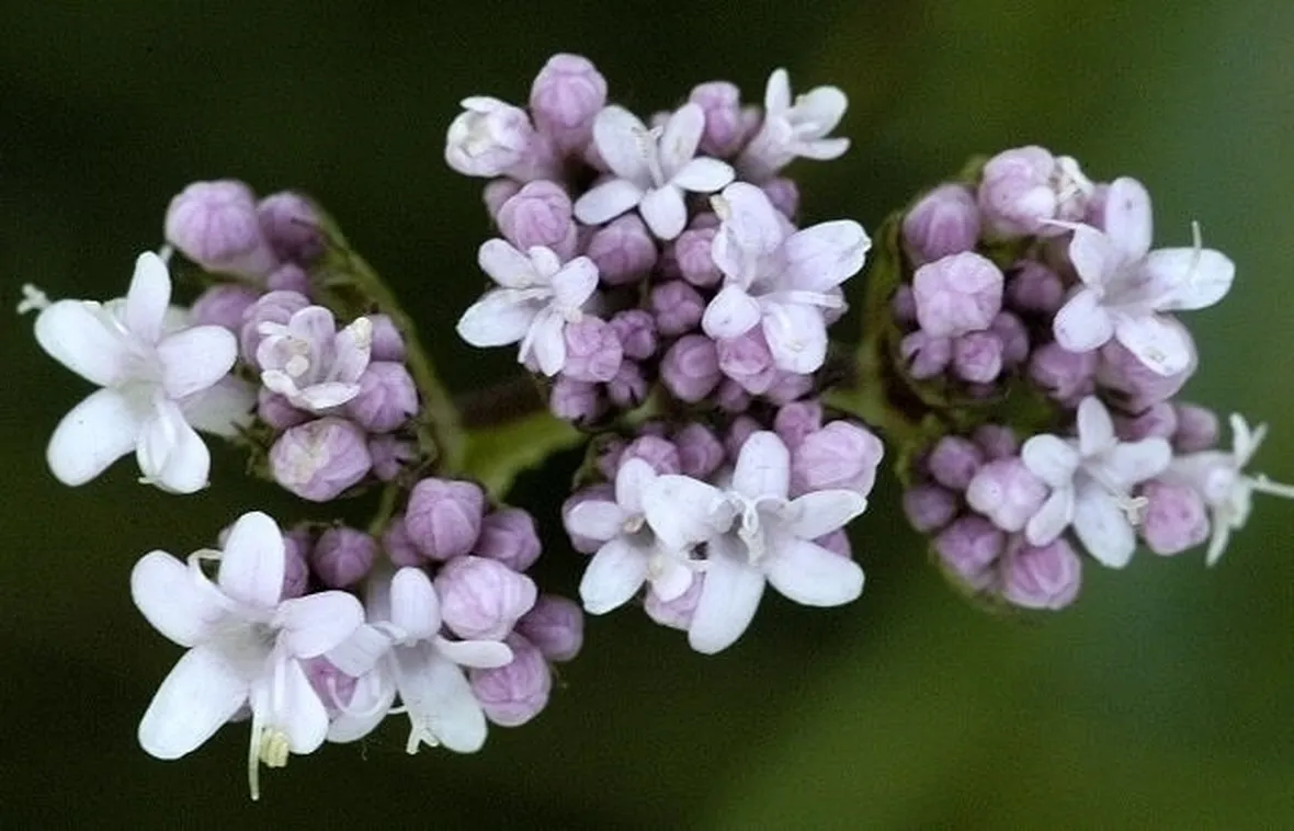Valeriana