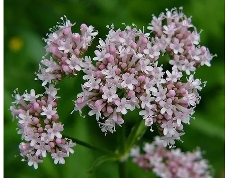 valeriana