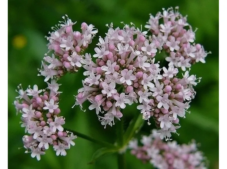 valeriana