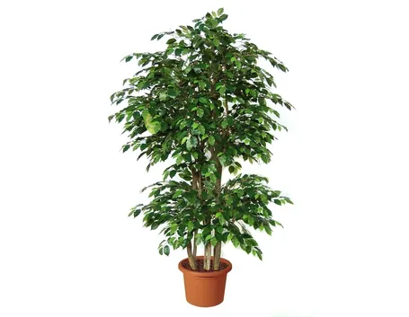 ficus beniamino-9