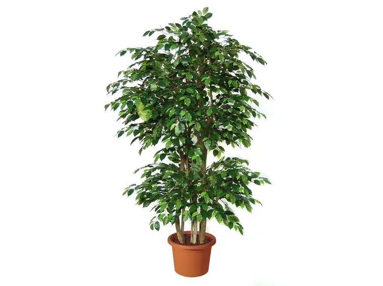 ficus beniamino-9
