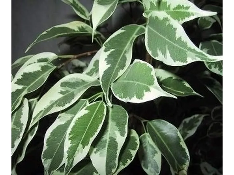 ficus beniamino-8