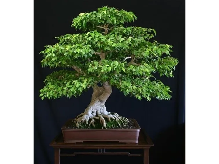 ficus beniamino-5