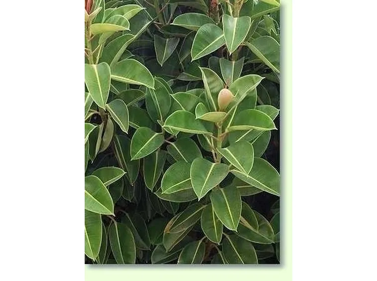 ficus beniamino-7