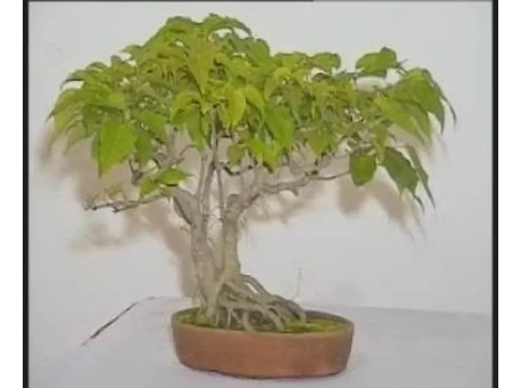 ficus beniamino