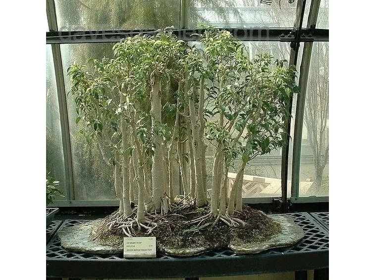 ficus beniamino-1