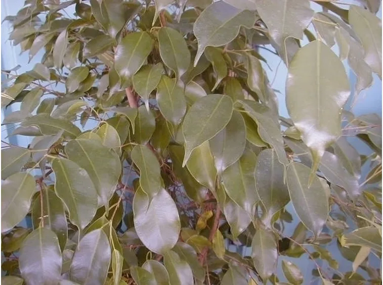 ficus beniamino-2
