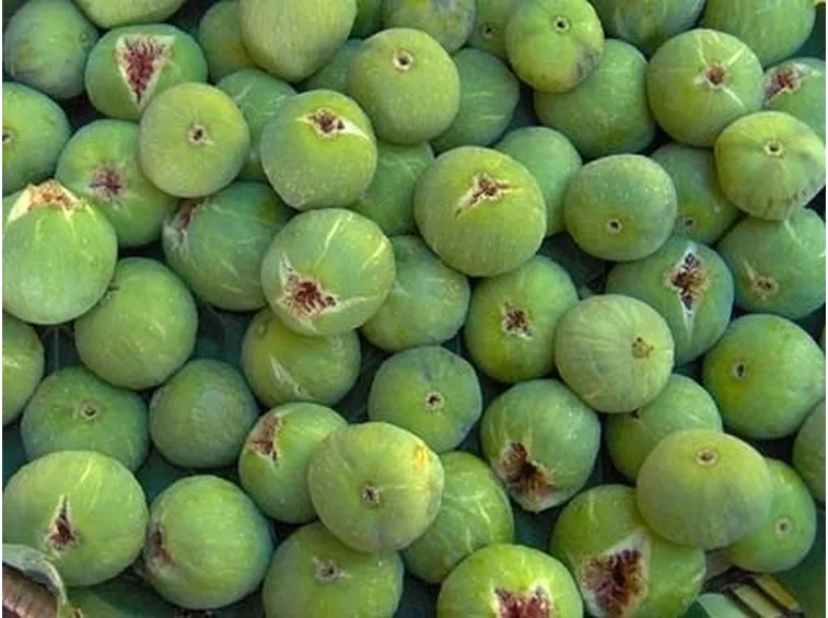ficus carica-8
