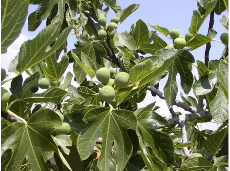 ficus carica-3