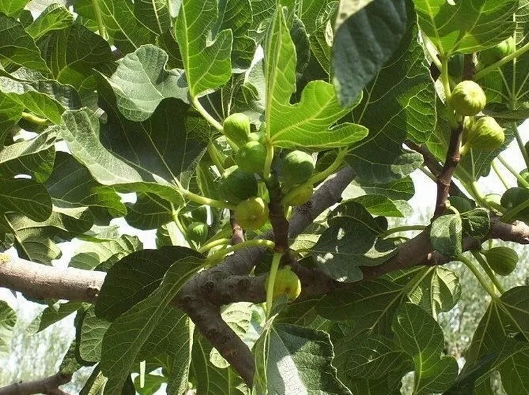 ficus carica-2