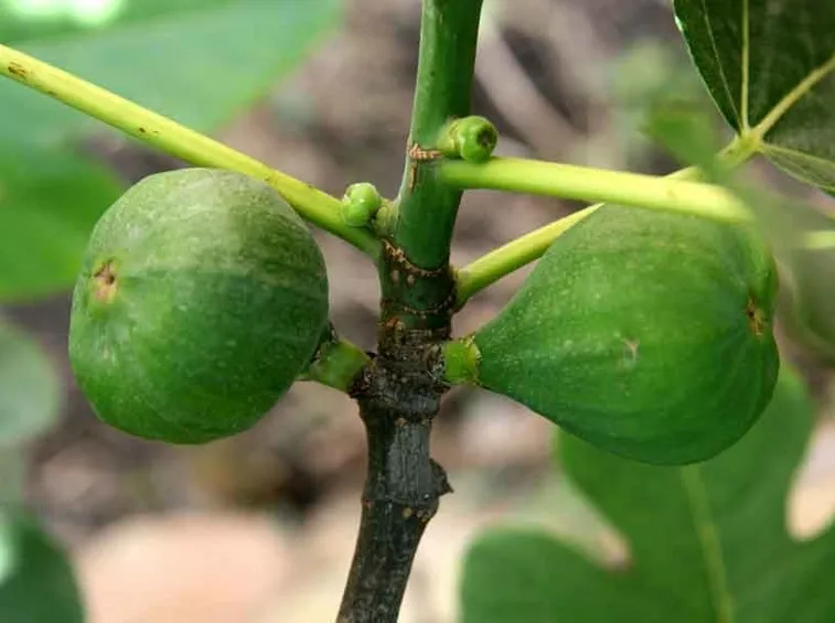 ficus carica-5