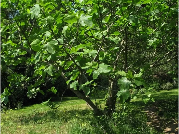 ficus carica-6