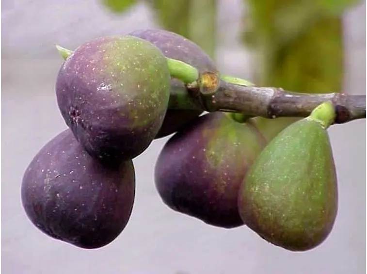ficus carica-1