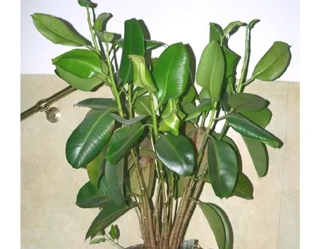 Risposta : ficus elastica foglie marroni