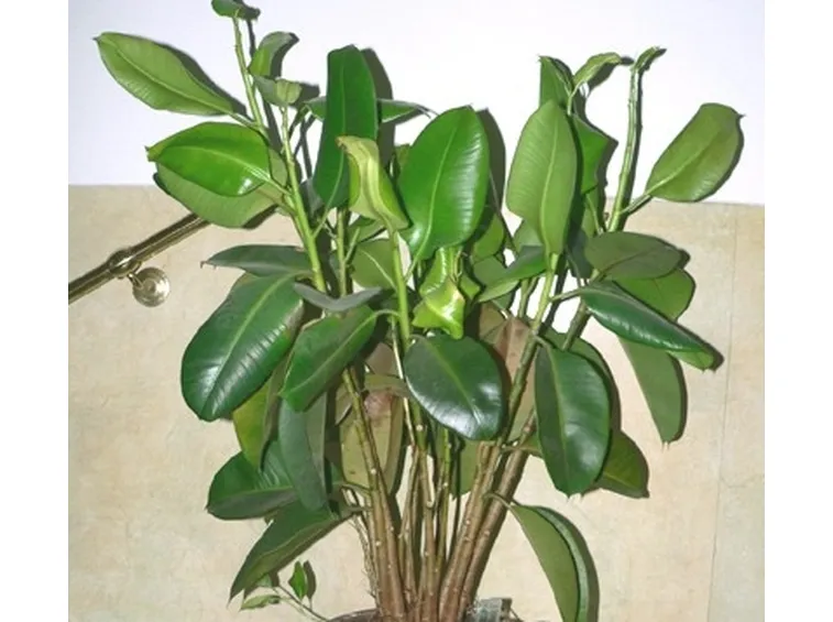 Risposta : ficus elastica foglie marroni
